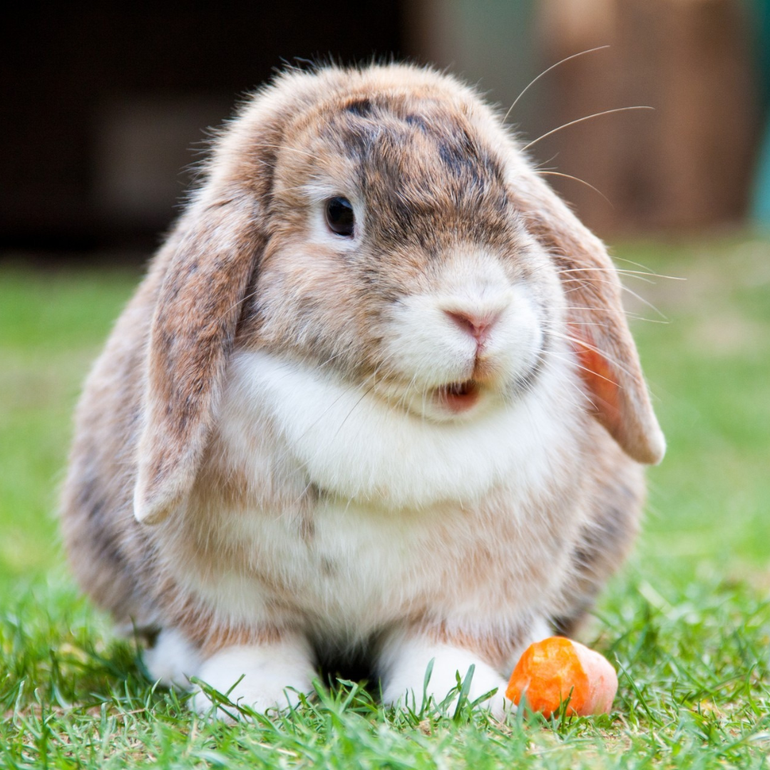Rabbit